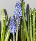 Semillas de Muscari