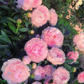 Paeonia Lactiflora Bonsái Planta Hogar Jardín
