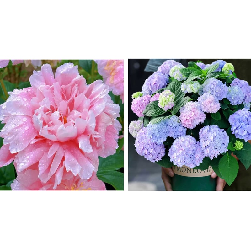 🔥ÚLTIMO DÍA 45% DE DESCUENTO🌺LA REINA DE LAS FLORES—PEONÍAS DE PÉTALOS DOBLES