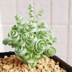 🌿Hierba Espiral - Curva y Bonita