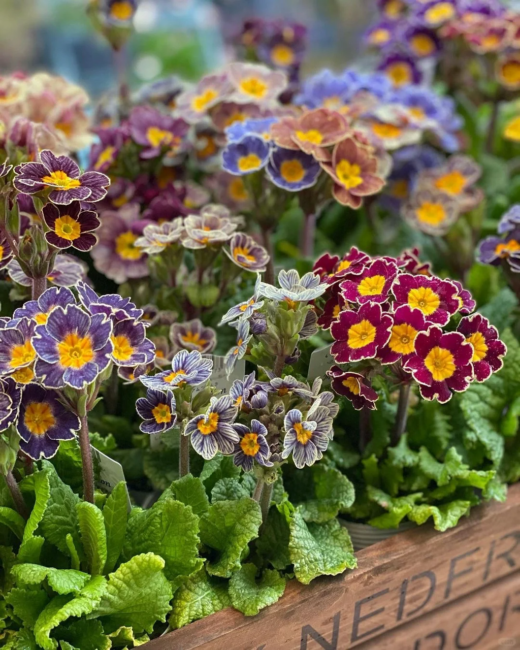 Semillas de prímula de colores variados