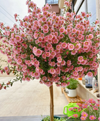 🌸Pequeñas semillas de Hibiscus Syriacus