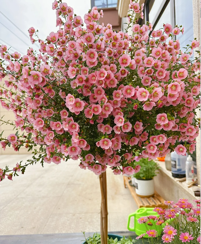 🌸Pequeñas semillas de Hibiscus Syriacus