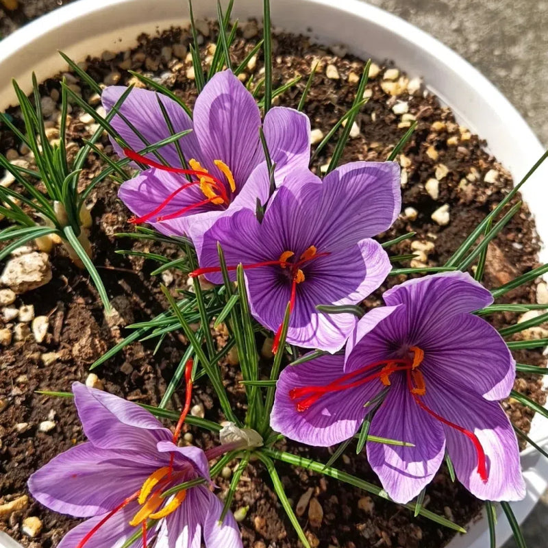 Bulbos de azafrán - Crocus Sativus