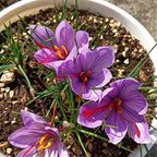 Bulbos de azafrán - Crocus Sativus