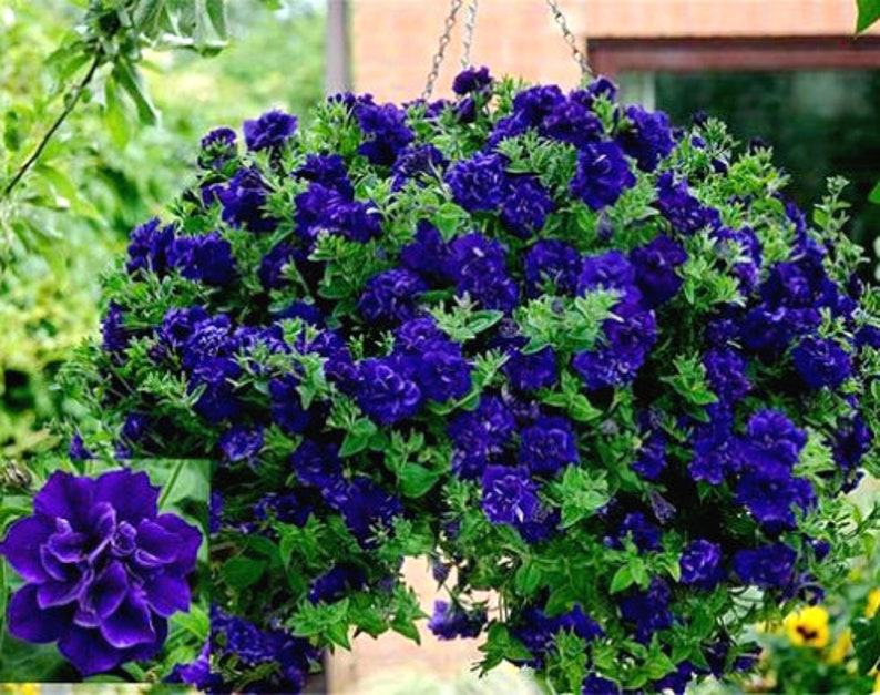 Semillas de Petunia Doble Cascada Duo Azul F1 - Petunia x hybrida