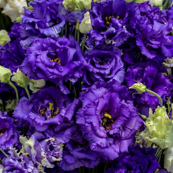 Semillas de Eustoma Russellianum