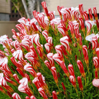 Oxalis Versicolor (Candy Cane Sorrel)