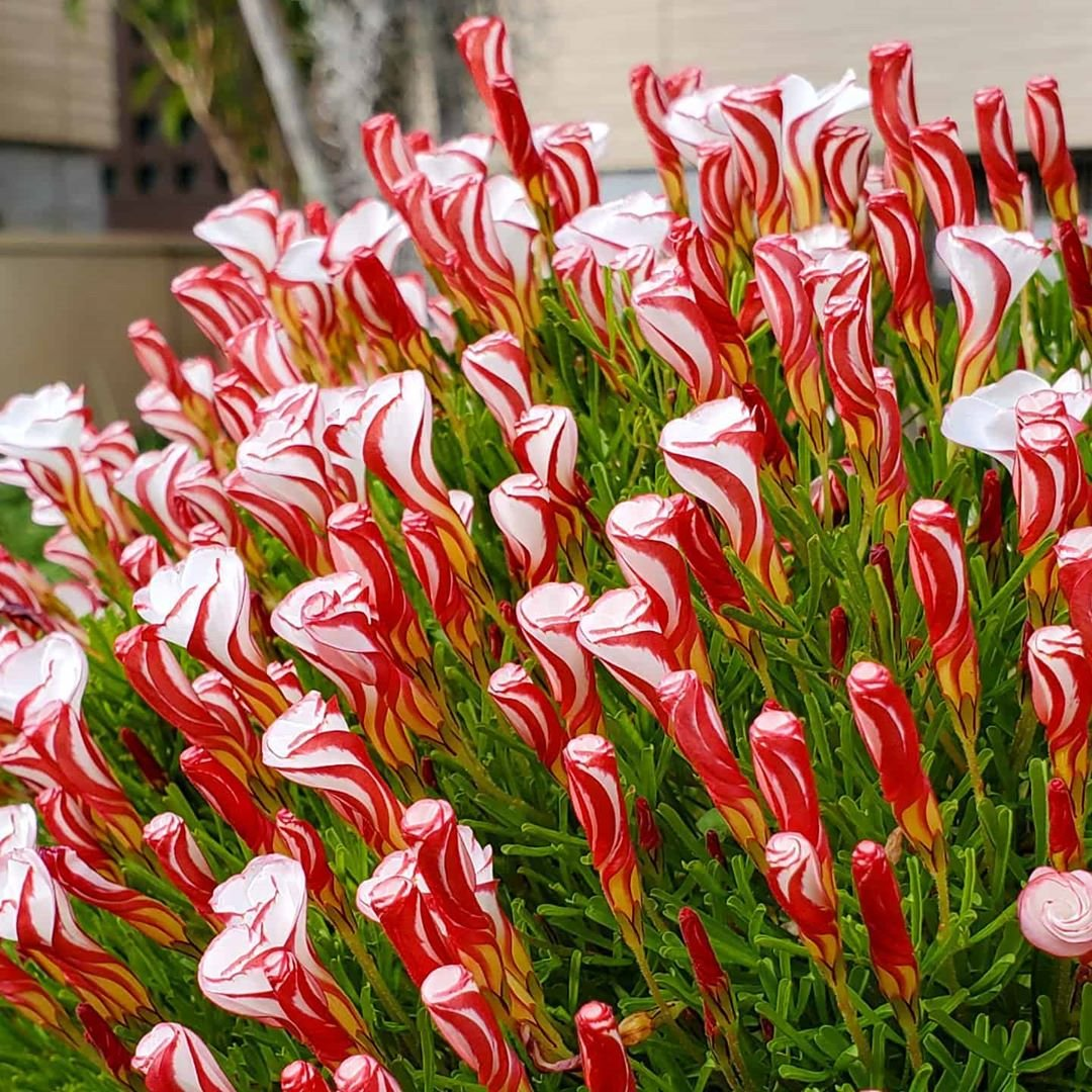 Oxalis Versicolor (Acedera de Bastón de Caramelo)