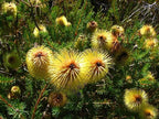 Banksia plateada de Teasel