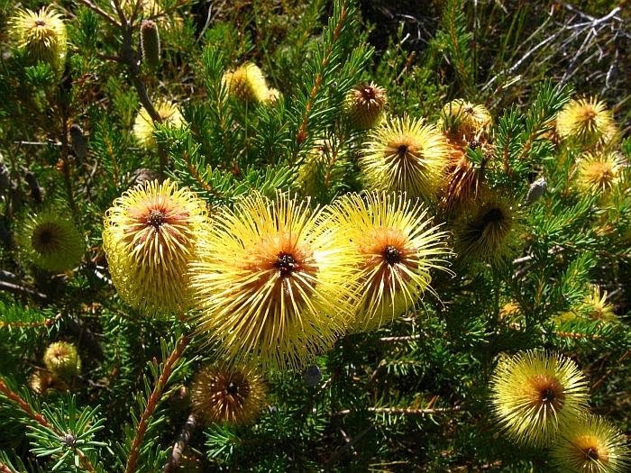 Banksia plateada de Teasel