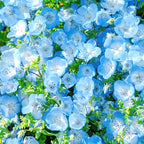 Baby Blue Eyes Seeds
