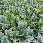 Spinach In The Snow Seeds