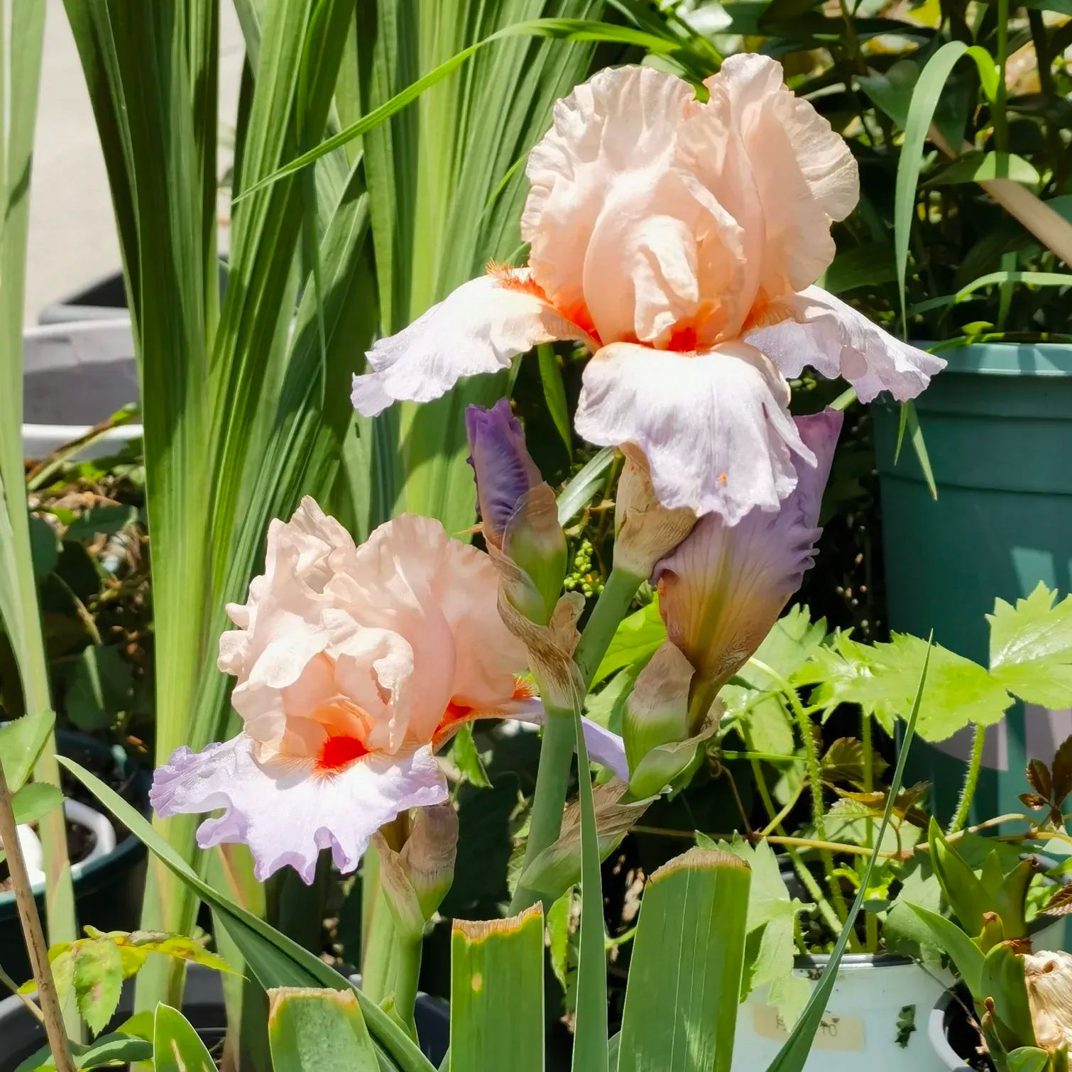 Iris Germanica 'French Cancan'
