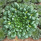 Brassica Narinosa (WuTat Choy) Seeds