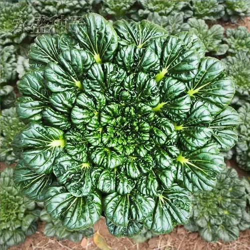 Brassica Narinosa (WuTat Choy) Seeds