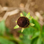 CONOFLOR OCCIDENTAL Rudbeckia Occidentalis Green Wizard también conocido como Semillas de Hierba de Flor Negra de Chocolate Sin Rayos