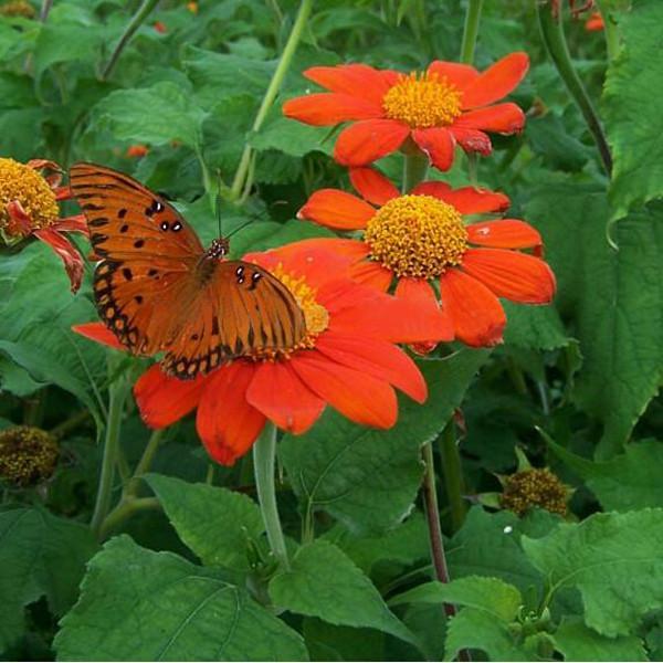 Semillas de flor de Girasol Naranja, Tithonia Speciosa Goldfinger