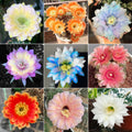 Mezcla de especies de cactus Echinopsis en floración 🌵🌸