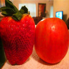 🍓Semillas de fresa súper gigantes