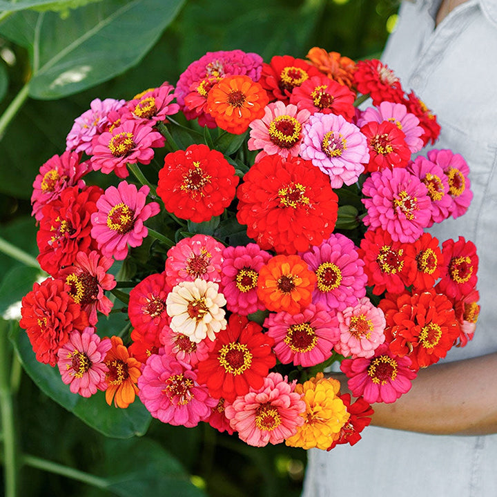 🌺Semillas de Zinnia Doble Enana