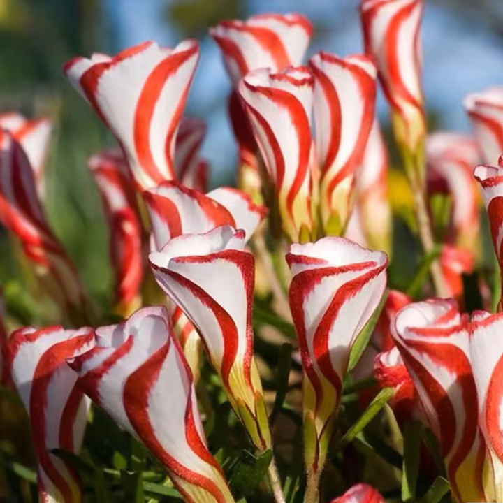 Oxalis Versicolor (Acedera de Bastón de Caramelo)