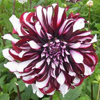 Dalia con flores 'Tartan Dinnerplate'