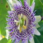 Semillas Silvestres de Passiflora Mollissima