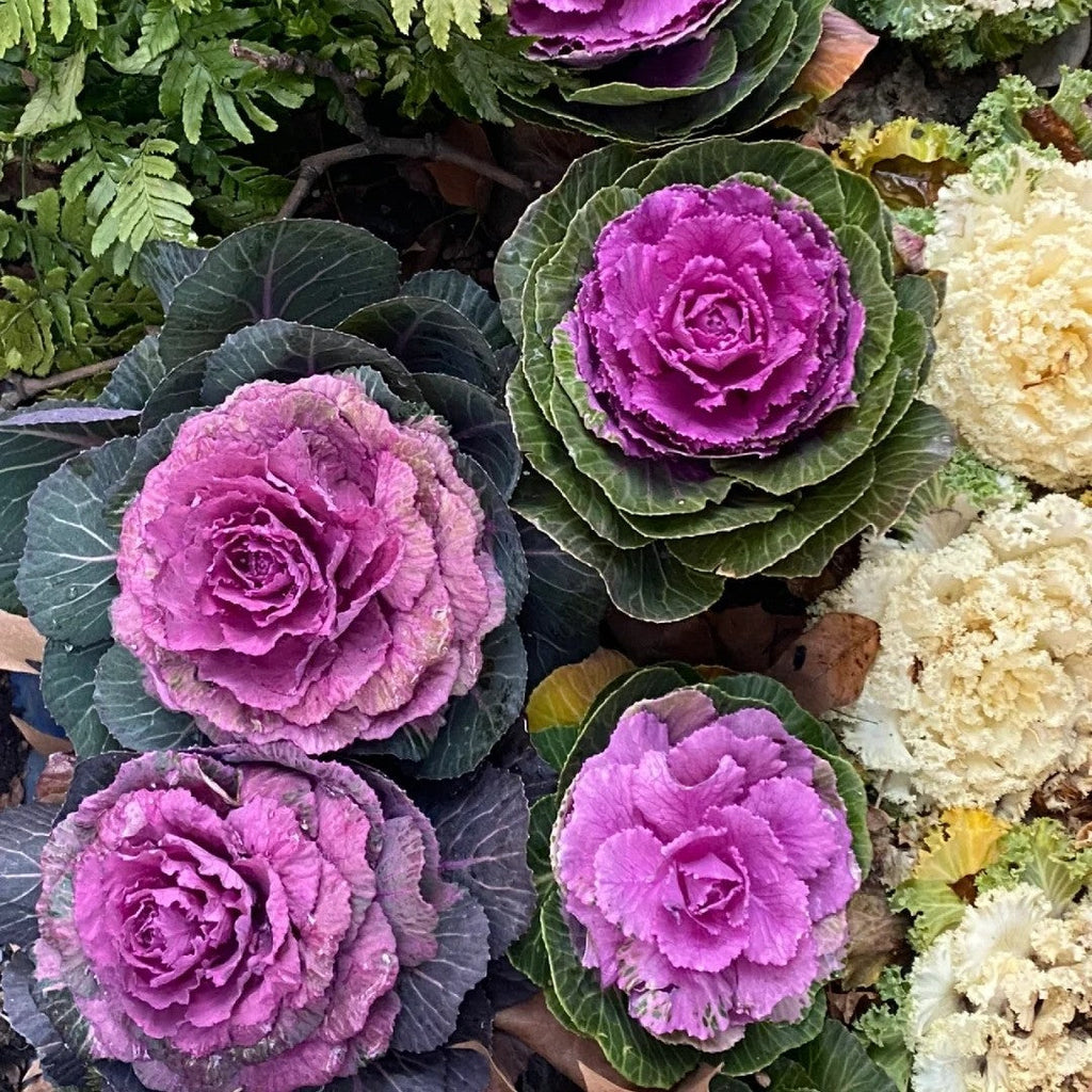 🌈Colorful Kale Seeds