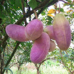 Semillas de Stauntonia Latifolia - Alimento Ecológico