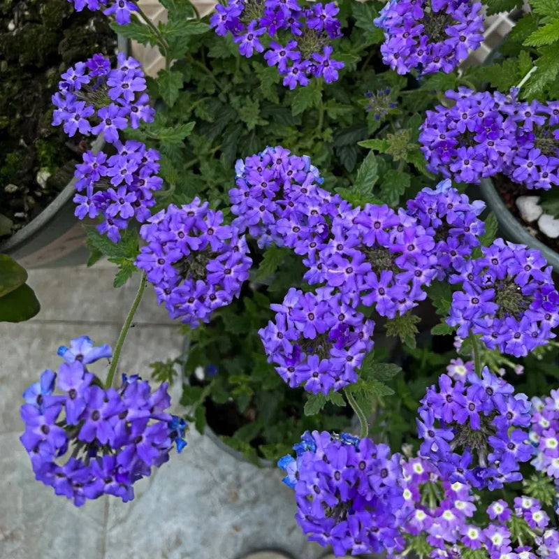 💐Semillas de Verbena de Jardín