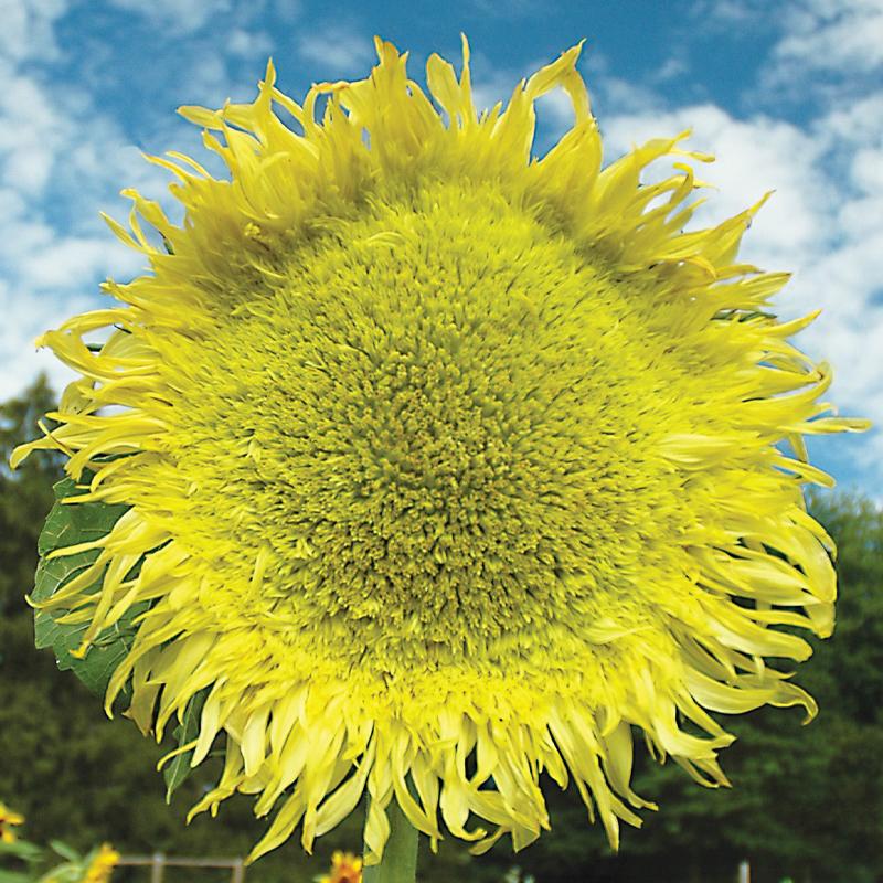 Girasol, Híbrido Zeus