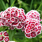 Semillas de clavel de poeta - Mezcla enana individual Indian Carpet