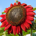 Red Sunflower Seeds