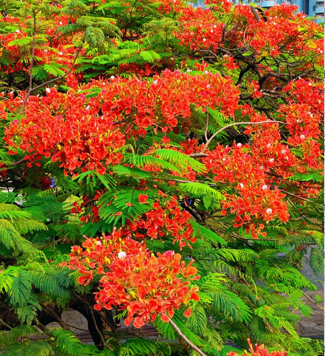 Semillas de Flamboyán