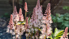 Flor de espuma cohete rosa