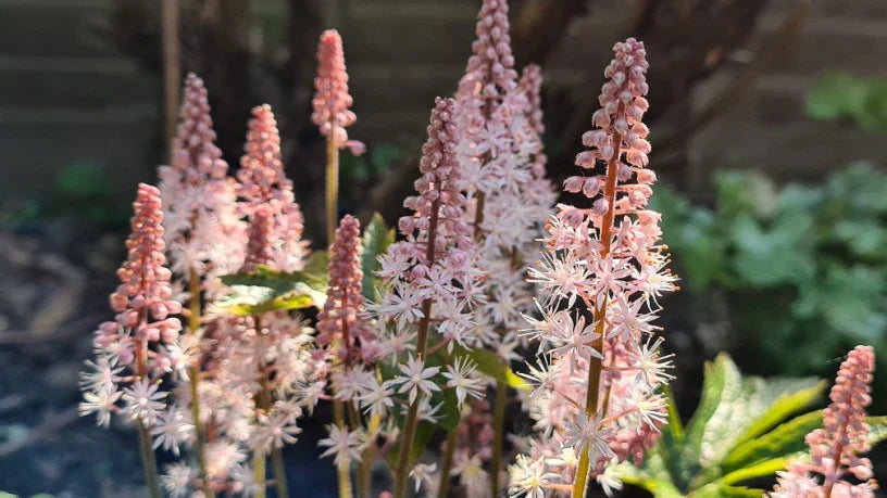 Flor de espuma cohete rosa