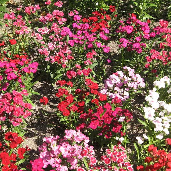 Enano WEE Willie SWEET WILLIAM Mezcla de Colores Semillas de Flores Dianthus Barbatus