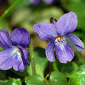 Semillas de violeta (Viola odorata)Paquete de más de 40 semillas