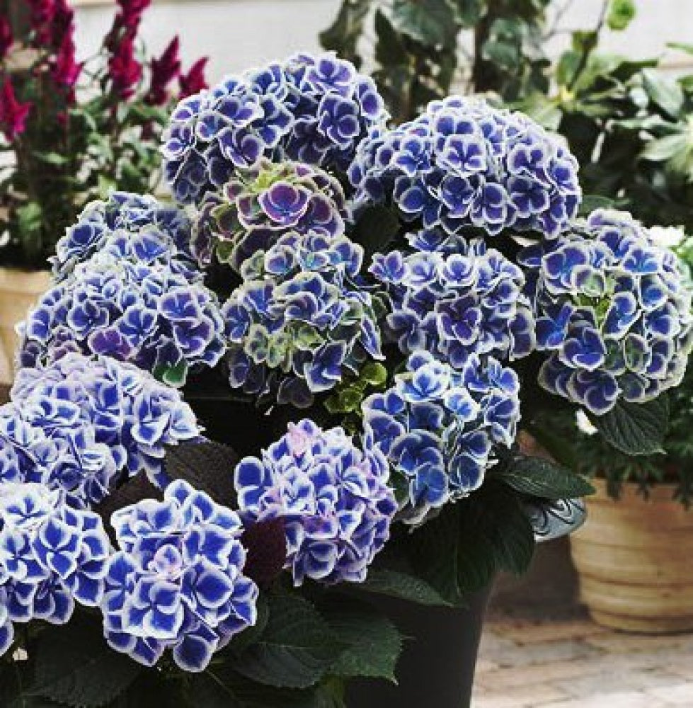 Semillas de Hydrangea Macrophylla Tivoli
