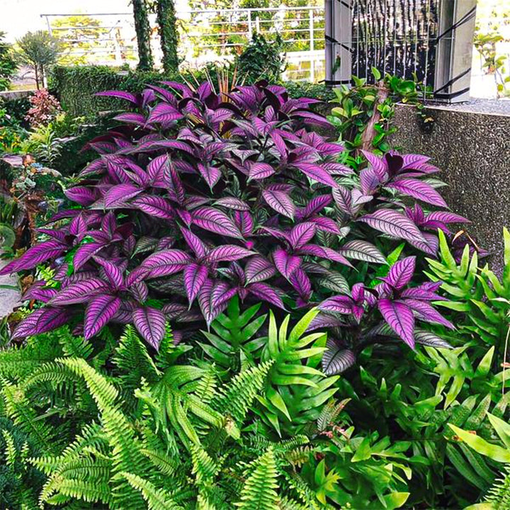 Planta de follaje con tonos de Escudo Persa