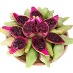 Edible Nopales Prickly Pear Cactus Seeds