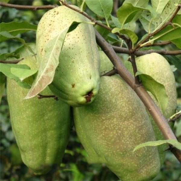Semillas de papaya de forma única