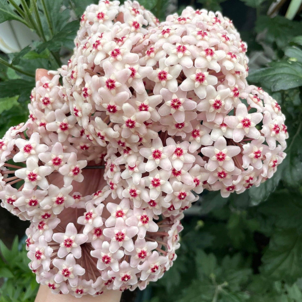 Semillas de flores de Hoya Carnosa - Hortensia grande agrupada con muchas florecillas en forma de estrella