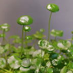 🍀Semillas de Hydrocotyle Vulgaris - Hierba de la moneda de cobre