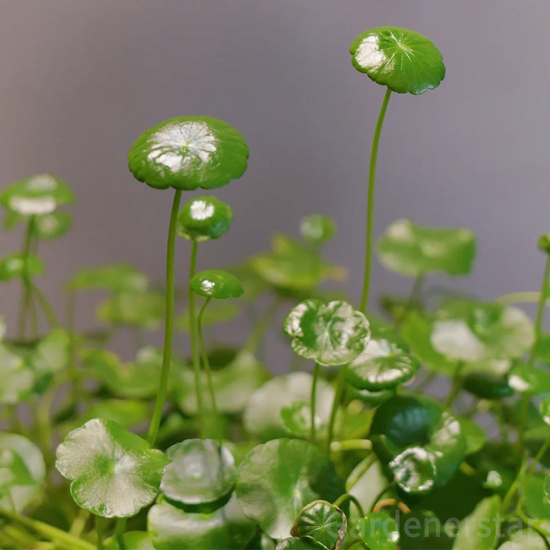 🍀Semillas de Hydrocotyle Vulgaris - Hierba de la moneda de cobre