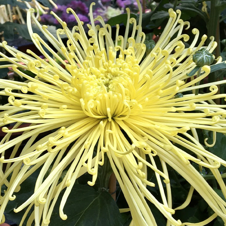 Semillas raras de crisantemo dorado - Flor de la longevidad💞