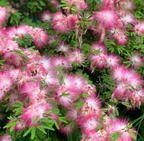 Flor de Albizia julibrissin