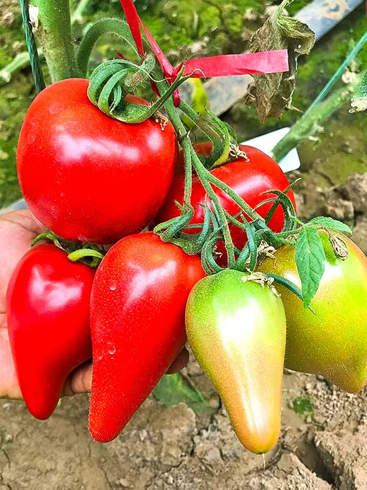 Semillas de Tomate Miel de Mango