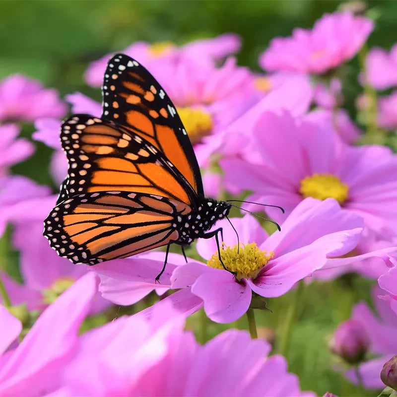 🌺Cosmos - Florecer Significa Felicidad y Suerte